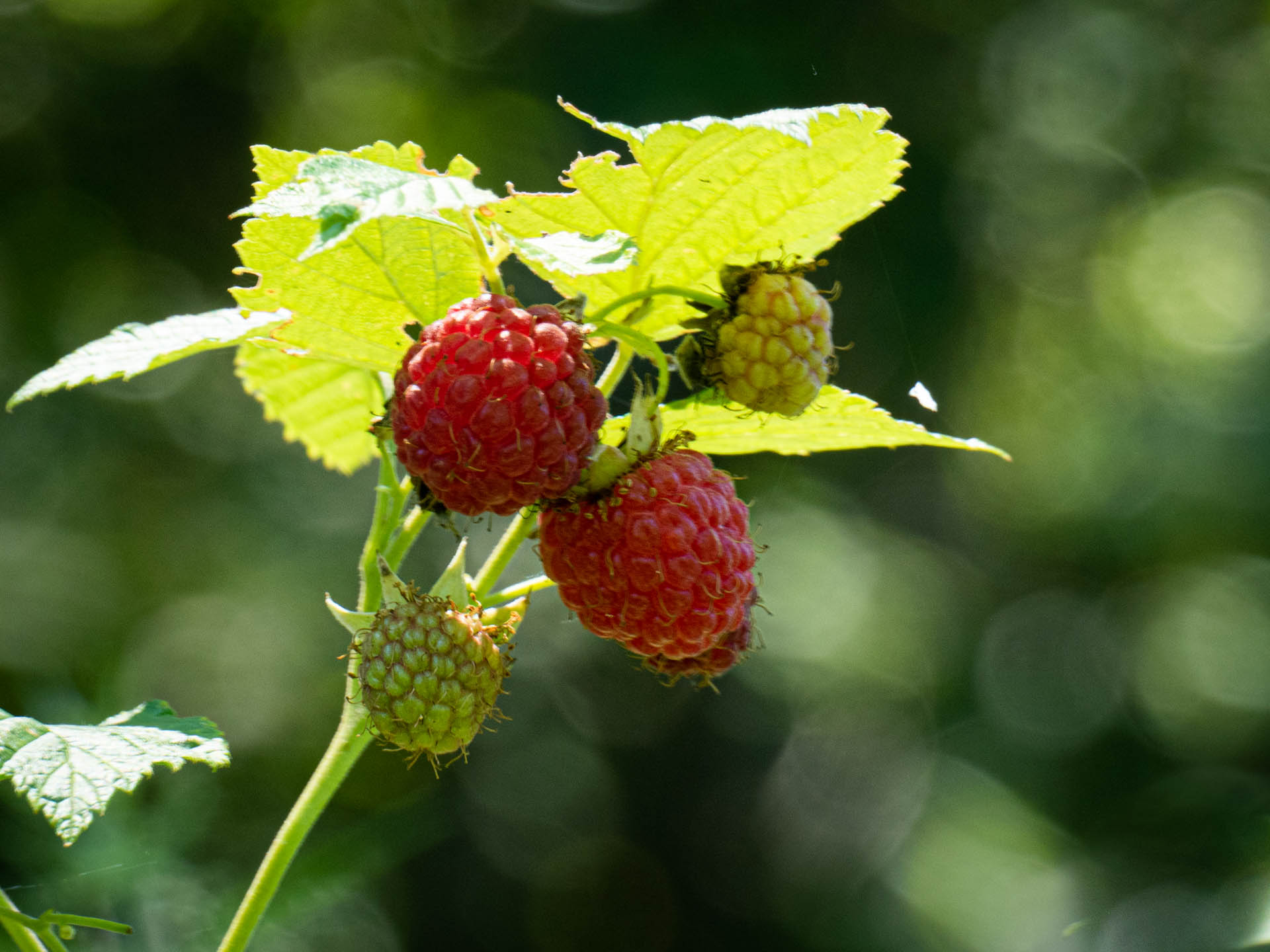 Reife und reifende Himbeeren am Strauch im Sonnenlicht – Himbeeren schneiden