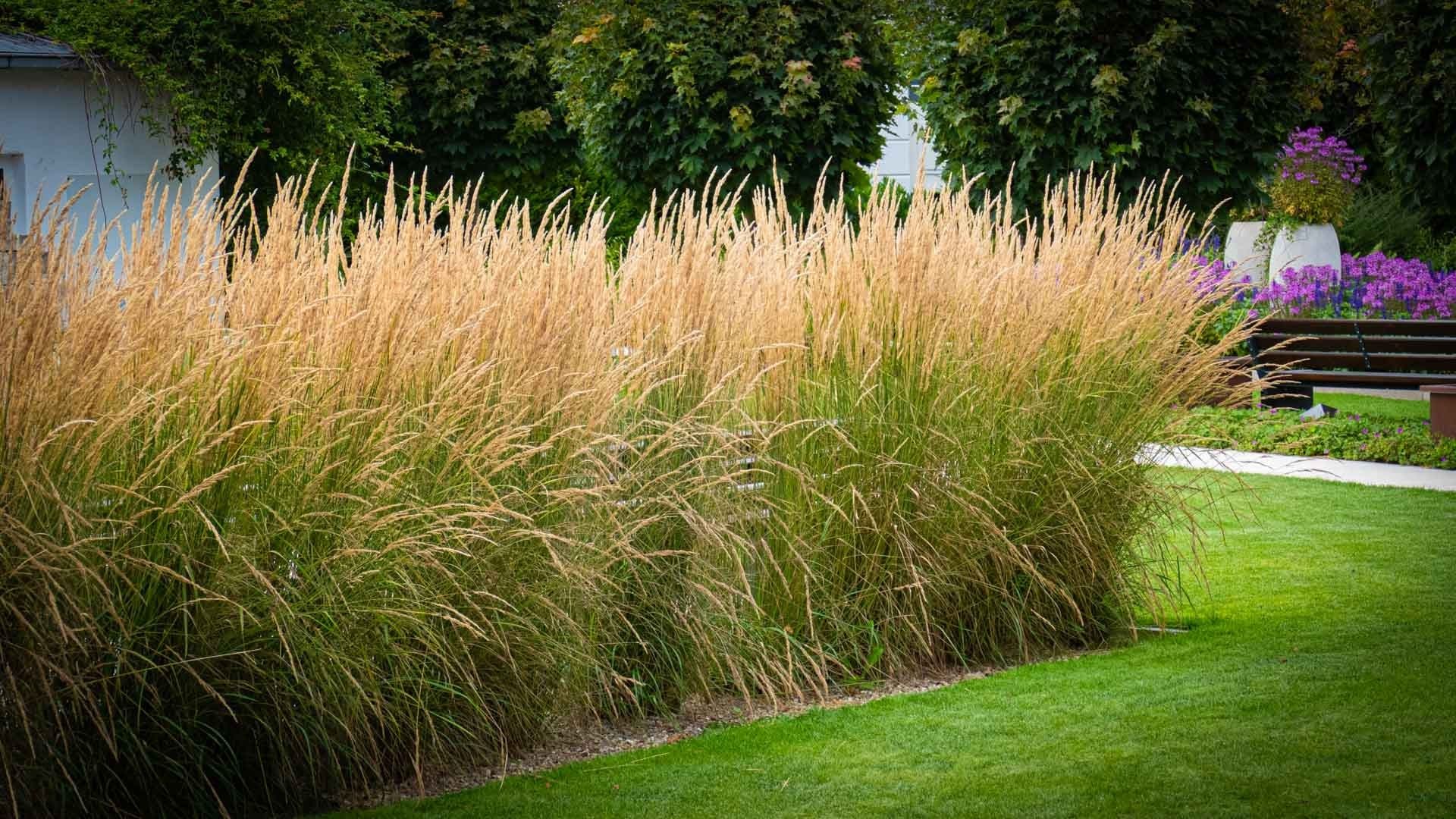 Sichtschutzhecke aus Reitgras Calamagrostis Karl Foerster am Rasen