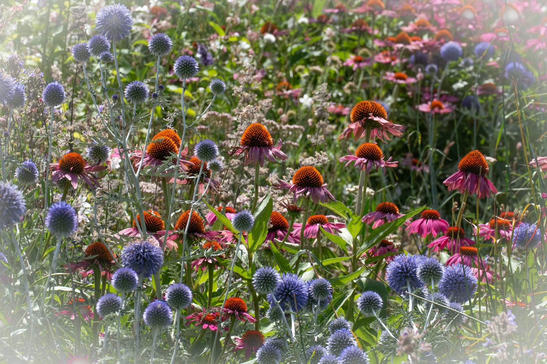 Üppiges naturnahes Staudenbeet mit Schafgarbe, Sonnenhut, Lavendel und Gräsern im warmen Morgenlicht, Schmetterling auf einer Blüte, alte Holzbank im Hintergrund