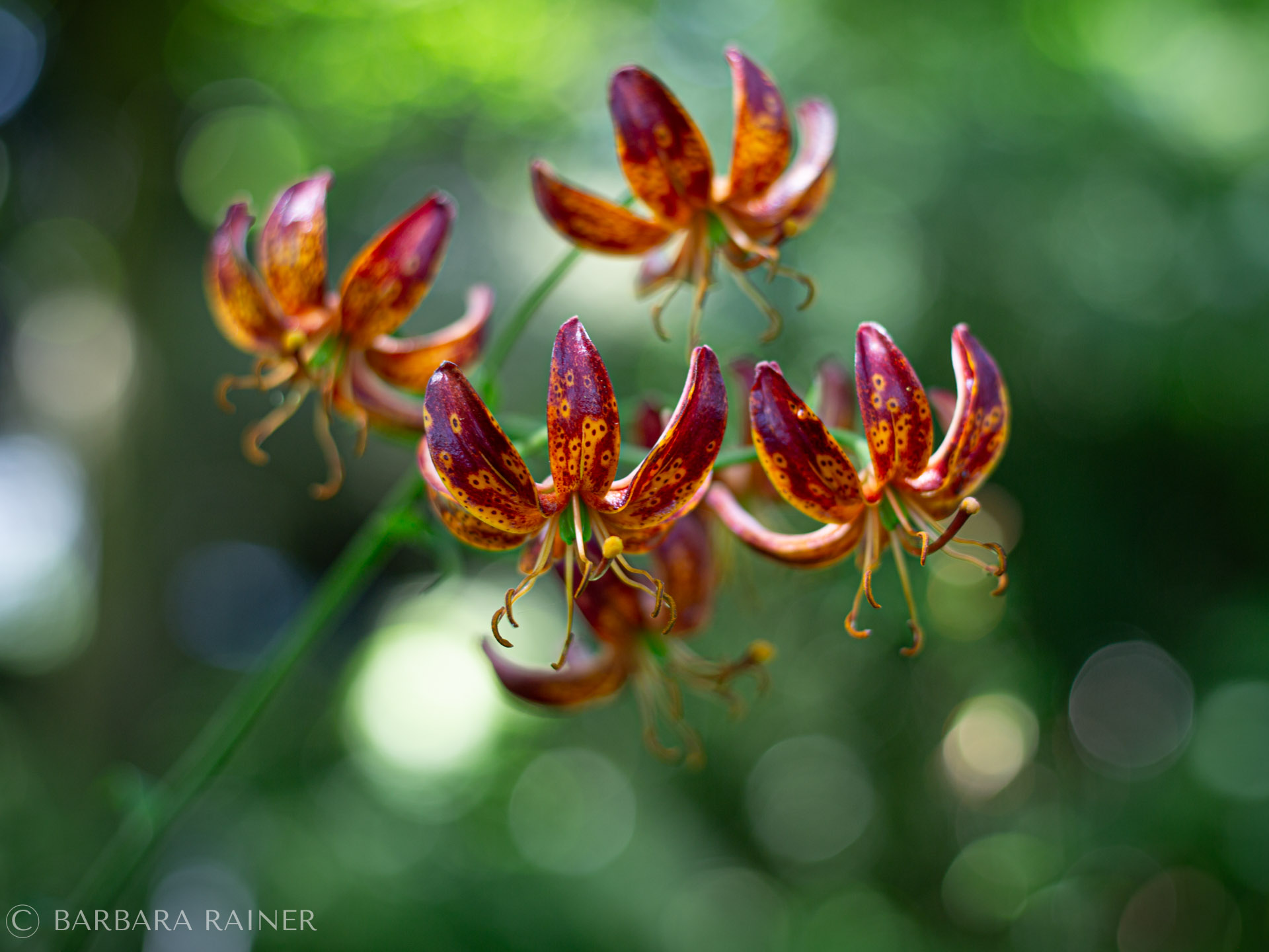 Wildes Licht – Lilien im Gegenlicht