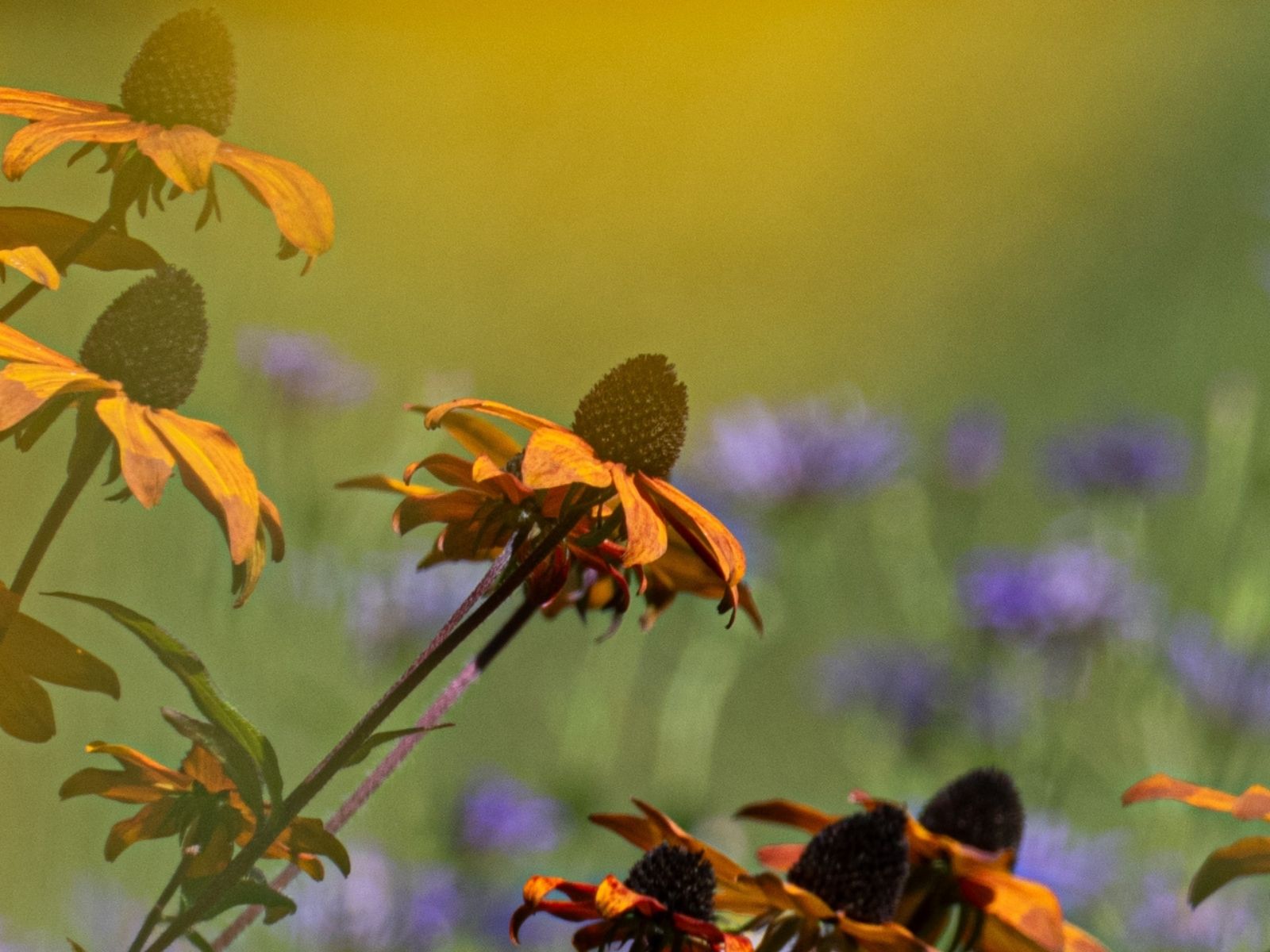 Sonnenhut und blaue Bartblume im Spätsommergarten